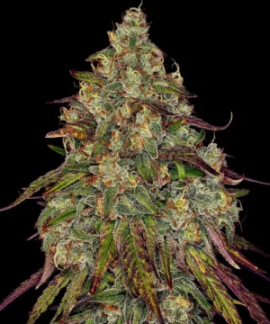 Amnesia Lemon Graines de cannabis