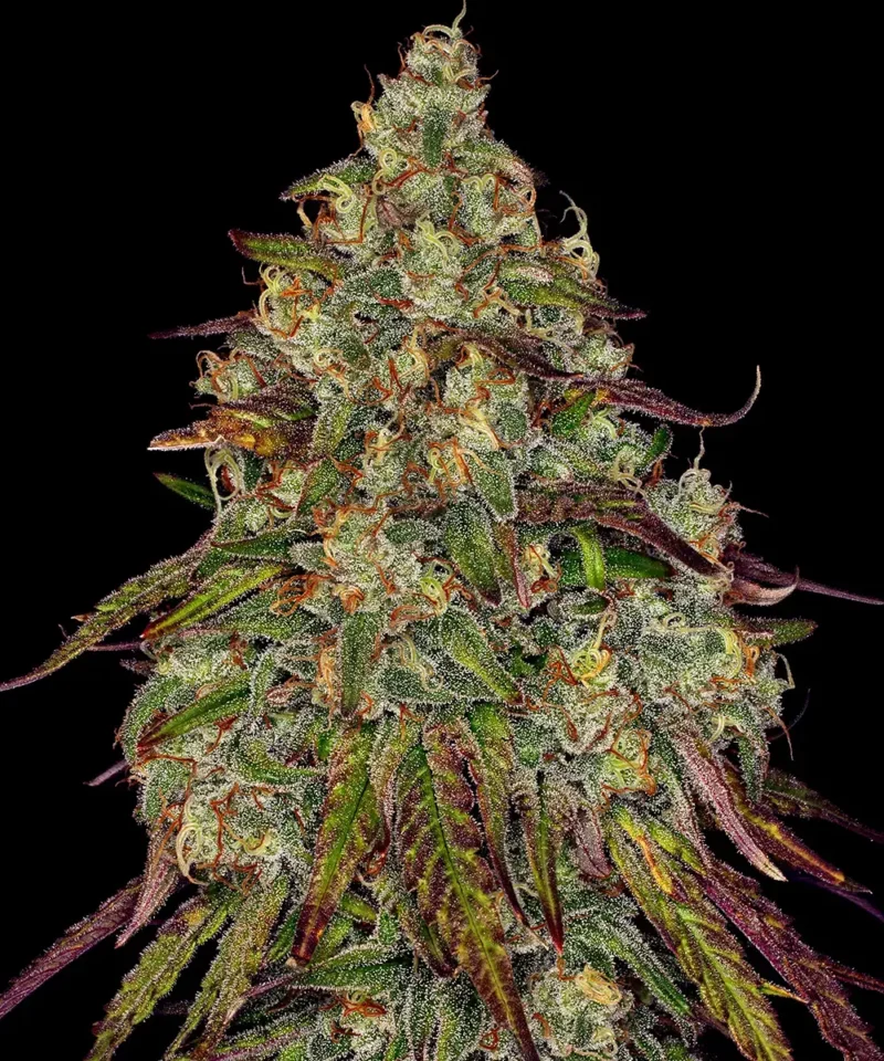 Amnesia Lemon Graines de cannabis
