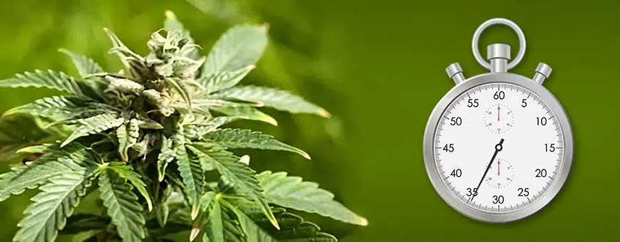 Combien de temps le THC reste dans le sang